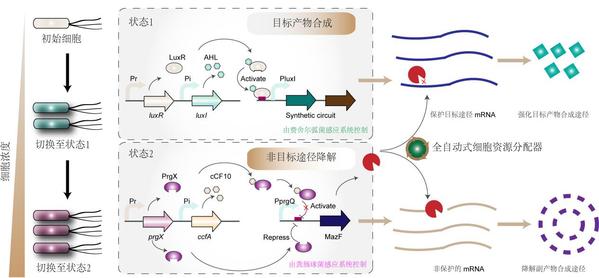 南农科研团队解码并重构微生物群体感应系统