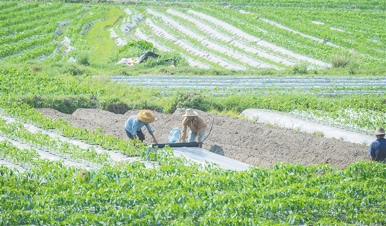 琼海助推热带特色高效农业提质升级：做强农业 富了农民