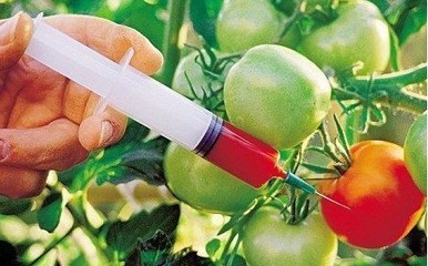 我国转基因食品监管制度简介