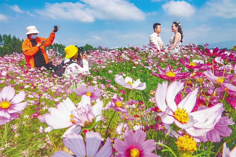 昌江以花为“媒”聚动能促城市转型