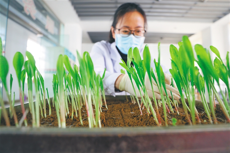 “农业芯片”卡脖子 中国种业正在酝酿一场大变局