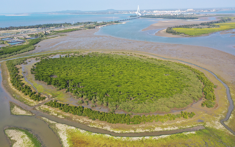 东寨港：生态湿地展画卷