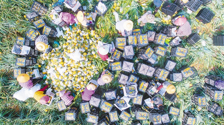菠萝丰收 行情走俏