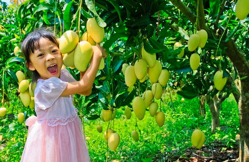 昌江：芒果飘香挂满枝 果农喜迎丰收年