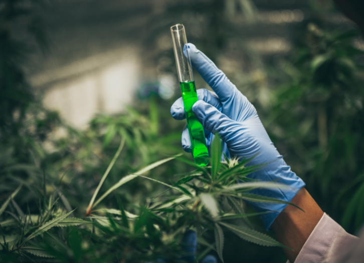 我国植物提取物行业以技术优势赢市场