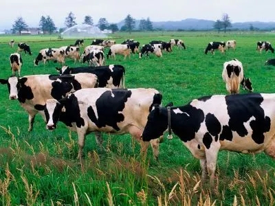 投资主体多元 社会资本增加 乳企仍是主角 2021年牧场建设步伐持续加快