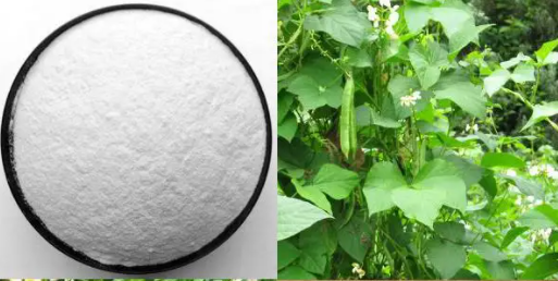 白芸豆提取物产品真的能让人“嗨吃不胖”吗？